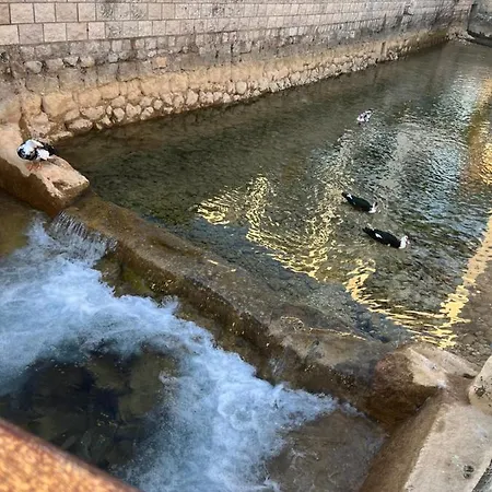 Cvjetkovic Appartamento